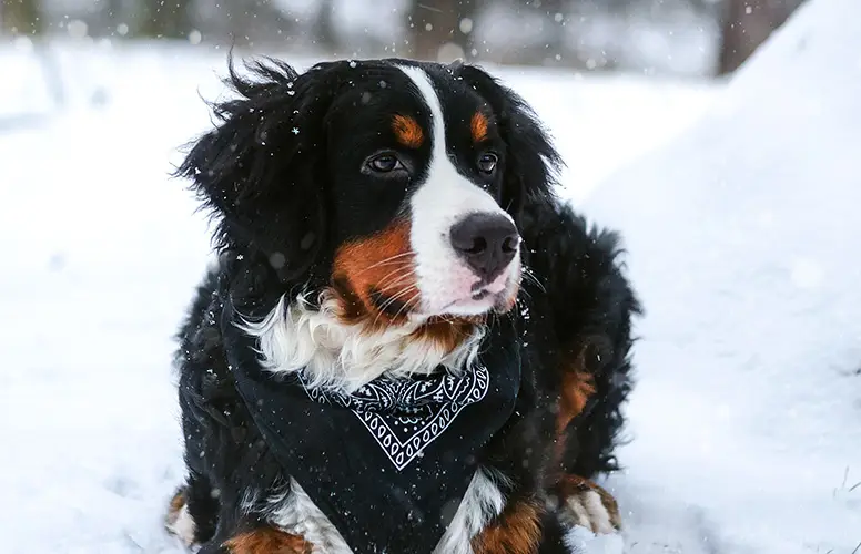 Hund liegt im Schnee im Winter