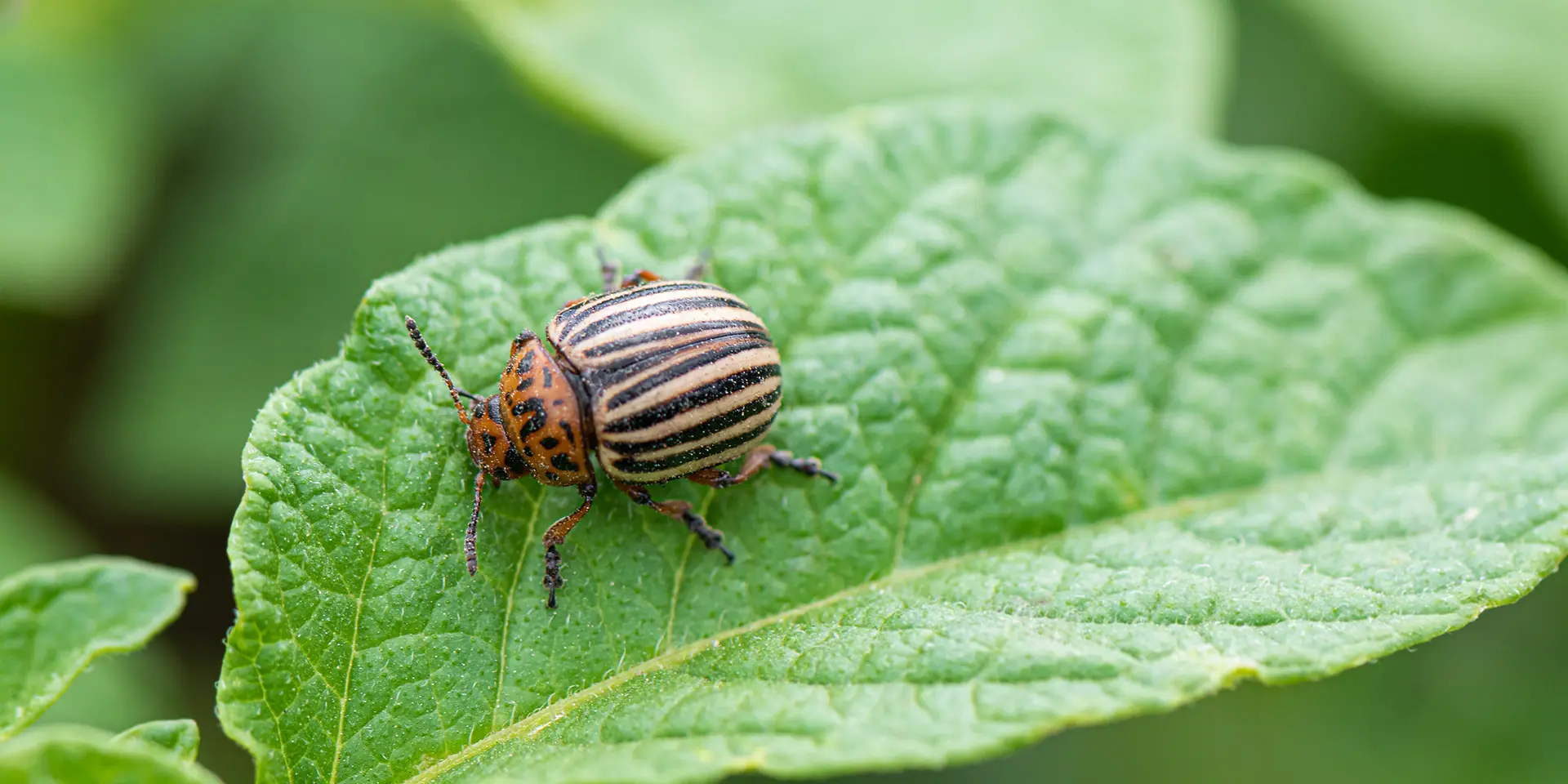 Käfer sitz auf grünem Blatt