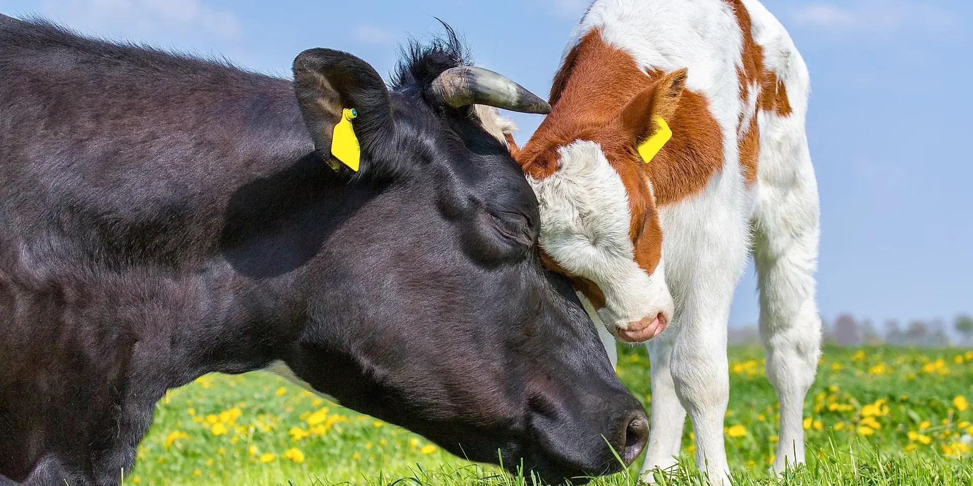 Cow and calf cuddling in a meadow