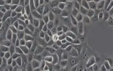 Healthy cells Healthy cell structure under a microscope at multiple magnification