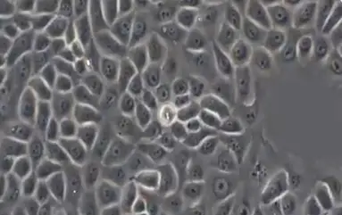 Healthy cell structure under a microscope in multiple magnification