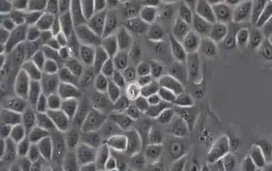 Healthy cells Healthy cell structure under a microscope in multiple magnification