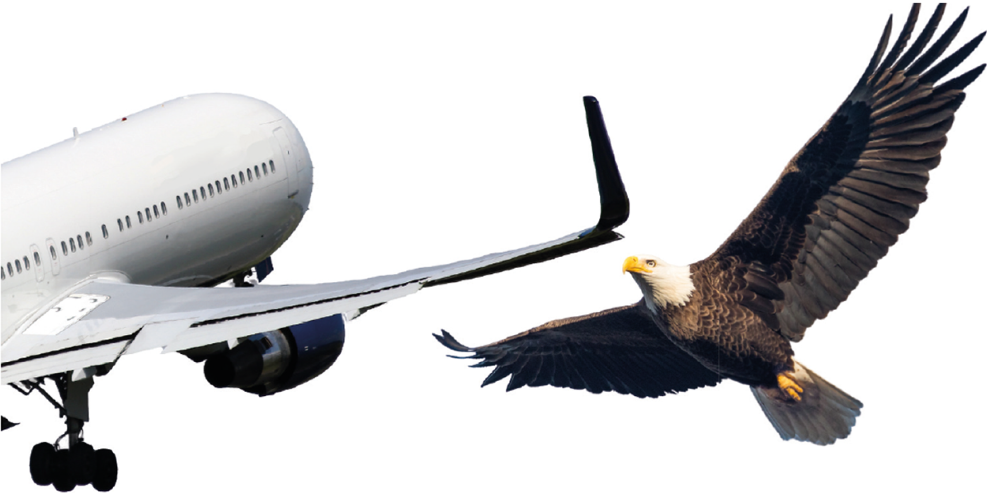 Flugzeug und Vogel