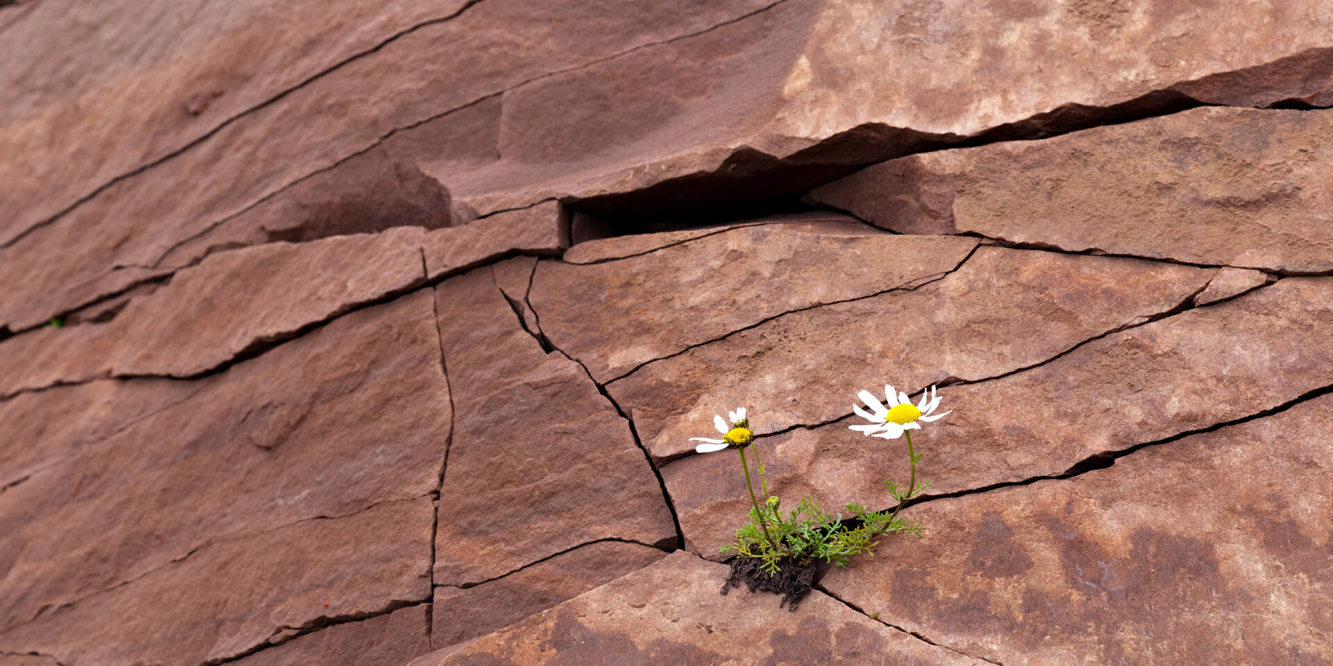 Fels mit Gesteinsverwerfung und einzelner Blume
