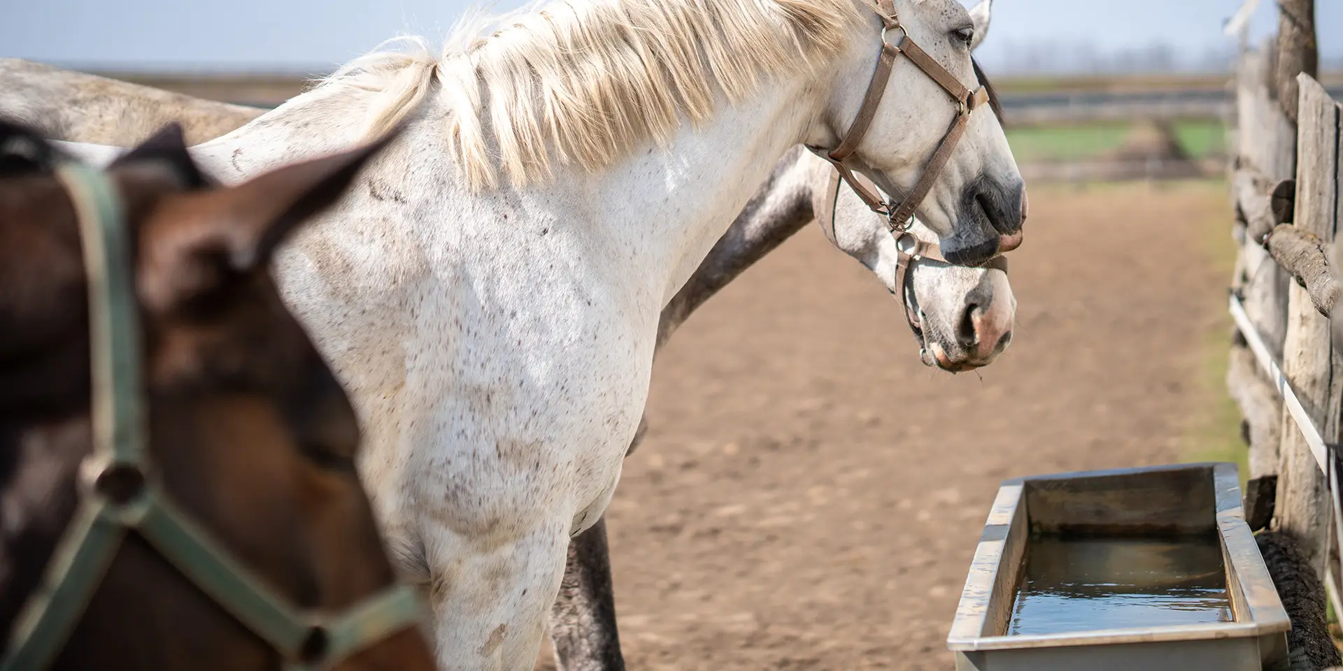 Pferd_Wasser_Blog